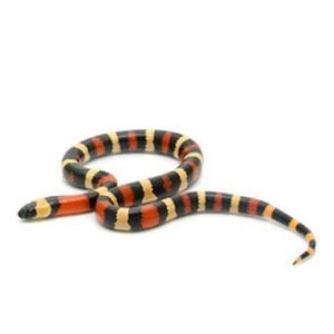 Meet your Posher, Monica